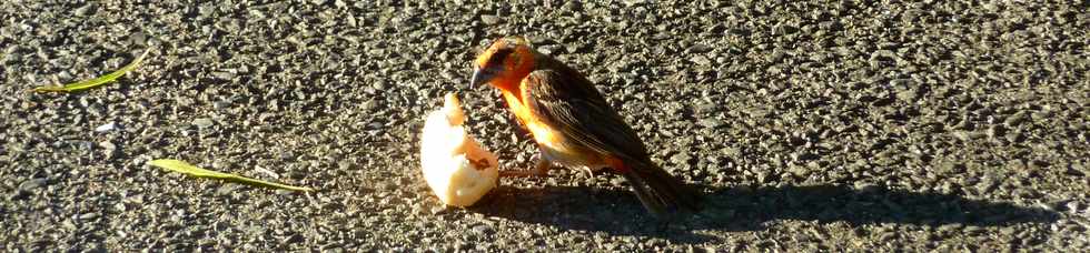 26 avril 2015 - St-Pierre - Cardinal placette Barbot