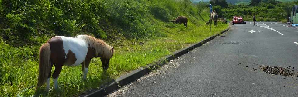 29 avril 2015 - St-Pierre - Cirque Achille Zavatta - Parking Auchan - Animaux