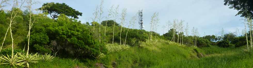 10 mai 2015 - St-Pierre - Mts de choca verts