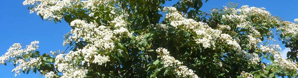 17 mai 2015 - St-Pierre - Tecks d'Arabie en fleurs