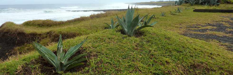 7 juin 2015 - St-Pierre - Plantation de chocas verts  la Pointe du Diable