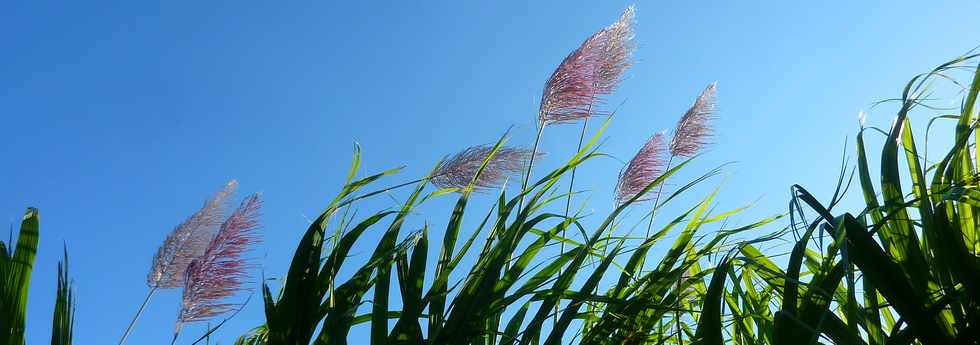 14 juin 2015 - St-Pierre - Pierrefonds - Canne  sucre