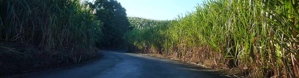 18 juin 2015- St-Pierre - Chemin de Bassin Plat