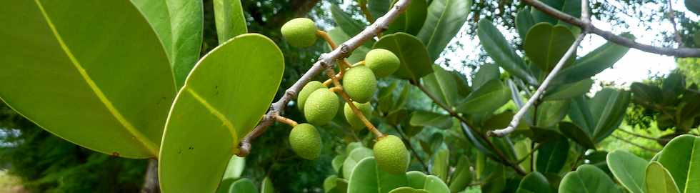 24 juin 2015 - St-Pierre - Petit natte (fruits)