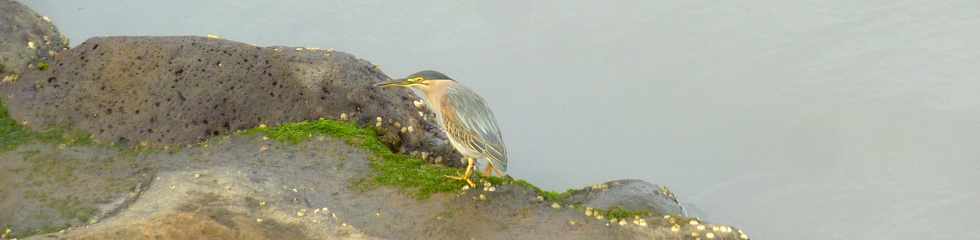 28 juin 2015 - St-Pierre - Rivire d'Abord - Hrons stris