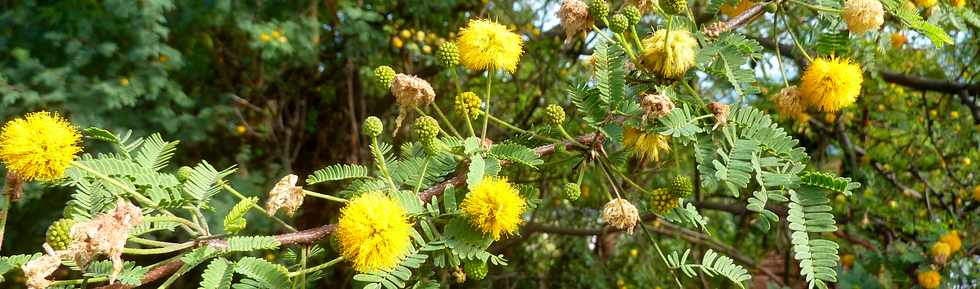 28 juin 2015 - St-Pierre - Bois d'Olives - Fleurs de Zpinards