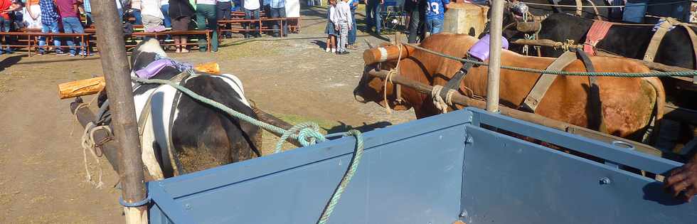 12 juillet 2015 - St-Louis - Bois de Nfles Cocos - Bndiction des outils - Batm kouto - Charrettes-boeufs