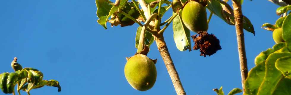 9 août 2015 - St-Pierre - Coulée verte de la ZAC Bank - Fruits du baobab