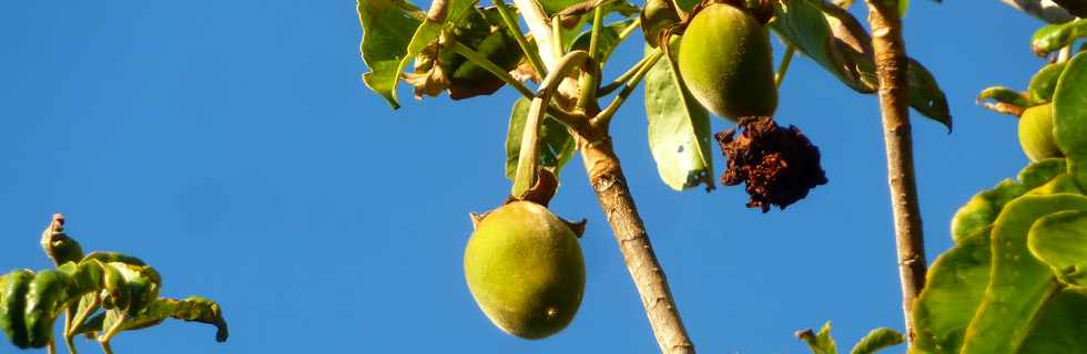 9 aot 2015 - St-Pierre - Coule verte de la ZAC Bank - Fruits du baobab