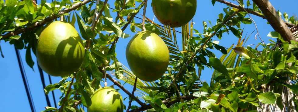 2 septembre 2015 -  St-Pierre - Arbre  calebasses