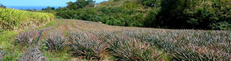 2 septembre 2015 -  St-Pierre - Champ d'ananas  la Ravine des Cabris