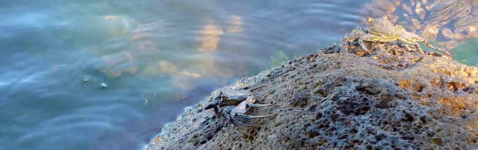 11 octobre 2015 - St-Pierre - Crabes dans la rivière d'Abord