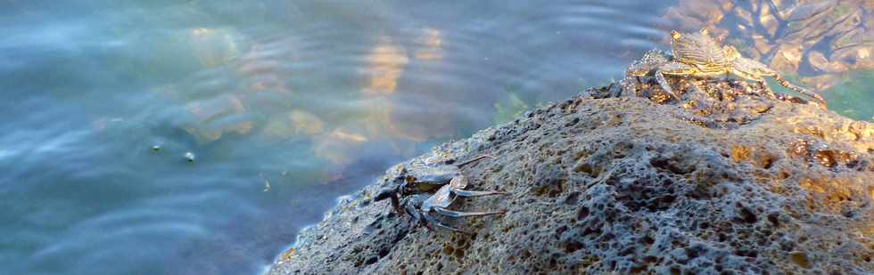 11 octobre 2015 - St-Pierre - Crabes dans la rivire d'Abord