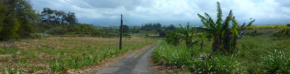 11 octobre 2015 - St-Pierre - Alle Jacquot - Canne  sucre