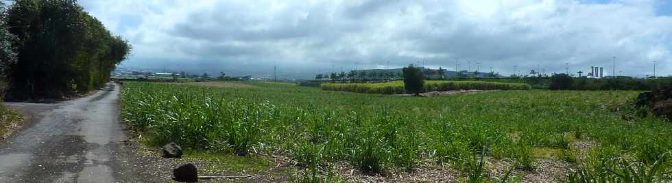 11 octobre 2015 - St-Pierre - Alle Jacquot - Canne  sucre