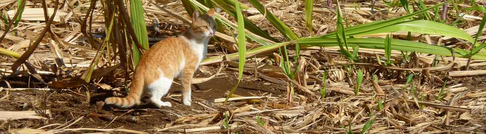 21 octobre 2015 - St-Pierre - Chemin Croix de Jubil -  Chat