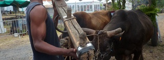 Artisant et traditions - La charrette-boeuf grand joug de Sandy, le charretier de Basse terre