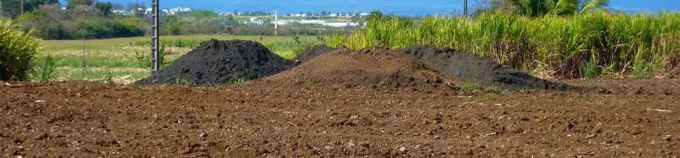 1er novembre 2015 - St-Pierre - Prpazration  la replantation - champ de canne