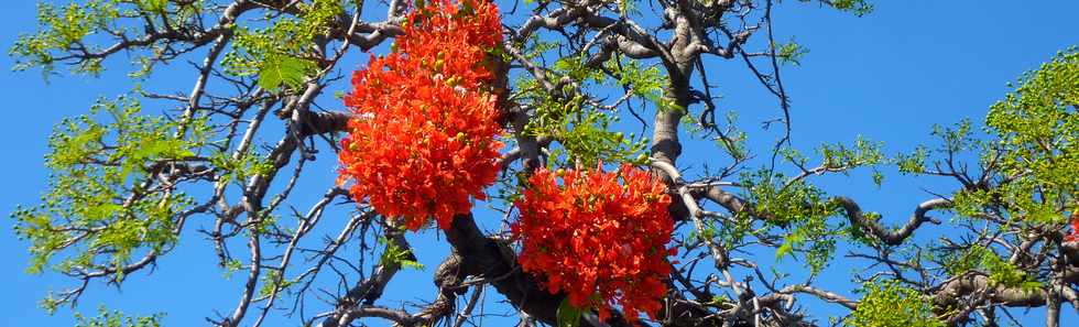 1er novembre 2015 - St-Pierre - Flamboyant en fleurs