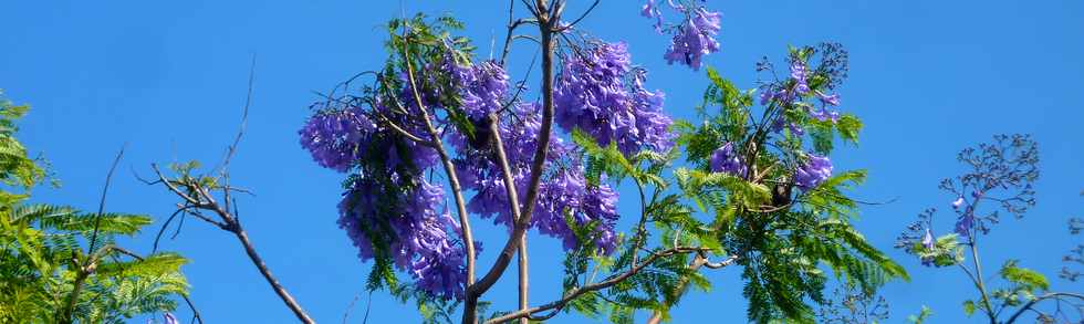 1er novembre 2015 - St-Pierre - Jacaranda en fleurs