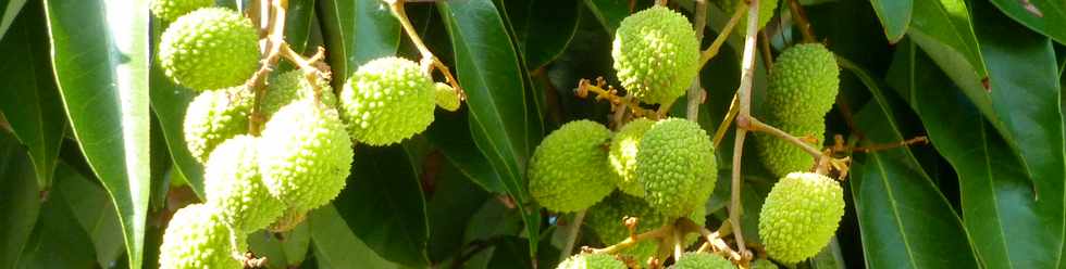 4 novembre 2015 - St-Pierre - Ravine des Cafres - Letchis encore verts