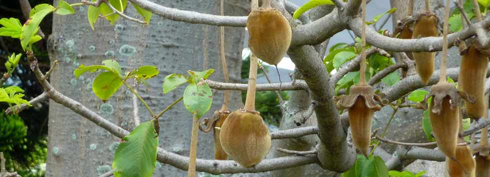 6 novembre 2015 - St-Pierre - Fruits du baobab