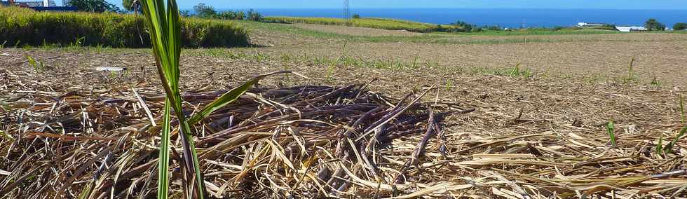 11 novembre 2015 - St-Pierre -  Coupe des cannes de bordure