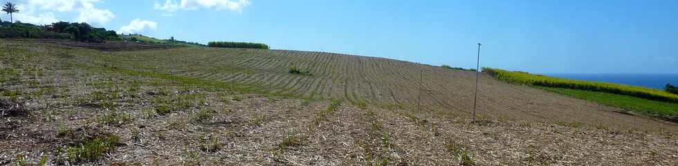 11 novembre 2015 - St-Pierre - Ravine des Cafres - Chemin Grand-Pre - Champs de canne