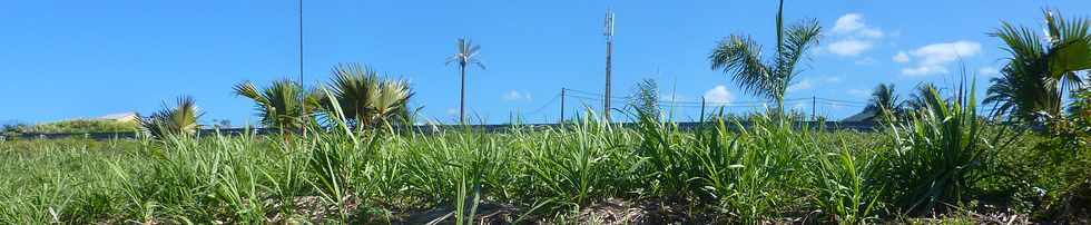 11 novembre 2015 - St-Pierre - Grands Bois les hauts  - Antennes