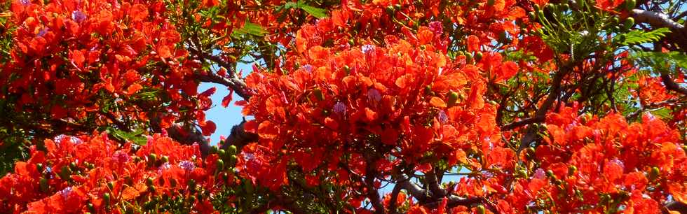 15 novembre 2015 - St-Pierre - Flamboyants fleuris