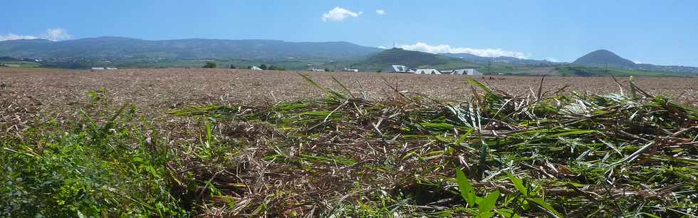 4 dcembre 2015 - St-Pierre - Voie cannire vers la Ligne des Bambous