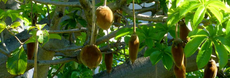 4 dcembre 2015 - St-Pierre - Ligne des Bambous - Fruits du baobab