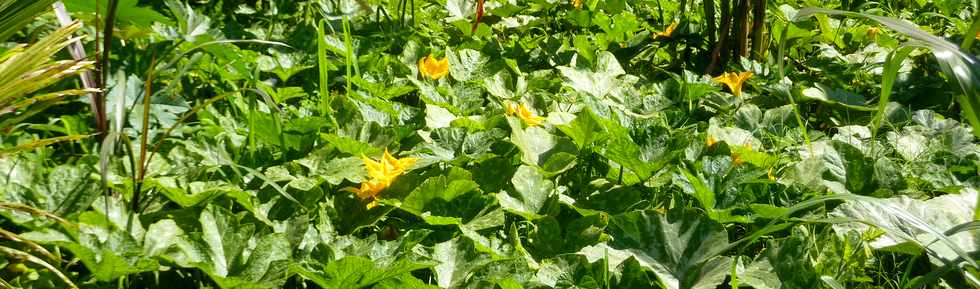 4 dcembre 2015 - St-Pierre - Ligne des Bambous - Lianes citrouille