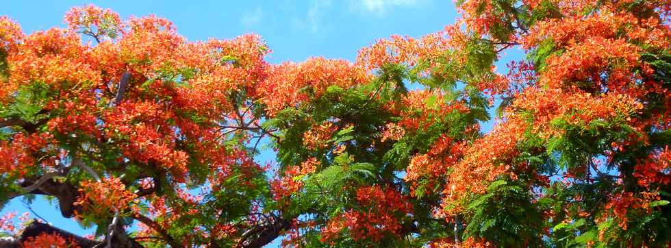 4 dcembre 2015 - St-Pierre - Ligne des Bambous - Flamboyants en fleurs