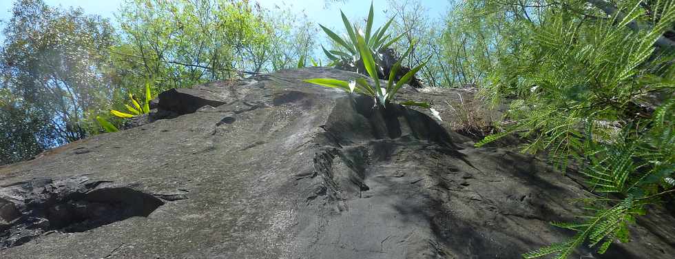 4 dcembre 2015 - St-Louis -Route du Ouaki -  Rempart