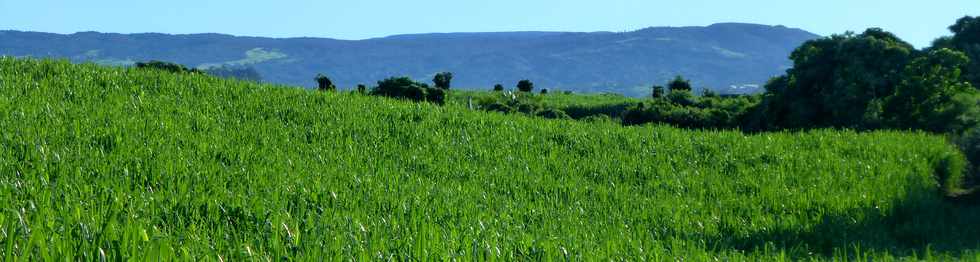 28 fvrier 2016 - St-Pierre - Chemin de Bassin Plat - Champs de canne