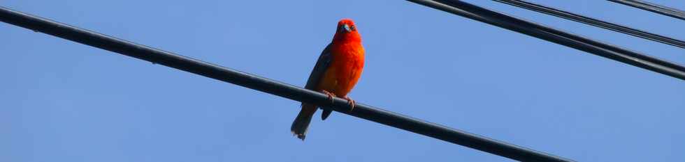 28 fvrier 2016 - St-Pierre - Alle Jacquot - Cardinal