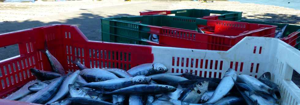 13 mars 2016 - St-Pierre - Terre Sainte - Sardines