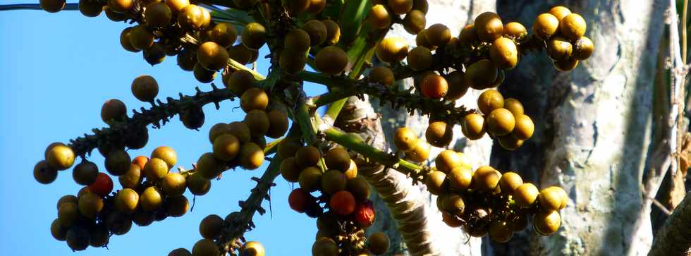 13 mars 2016 - St-Pierre - Chemin Boissy - Pied de chandelle (fruits)