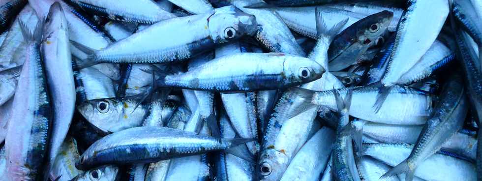 13 mars 2016 - St-Pierre - Terre Sainte - Sardines