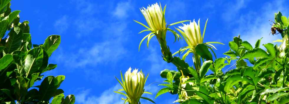 20 mars 2016 - St-Pierre - Ligne des Bambous - Fleurs de cactus raquette