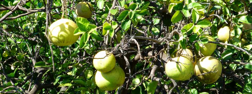 20 mars 2016 - St-Pierre - Ligne Paradis - Pomelos