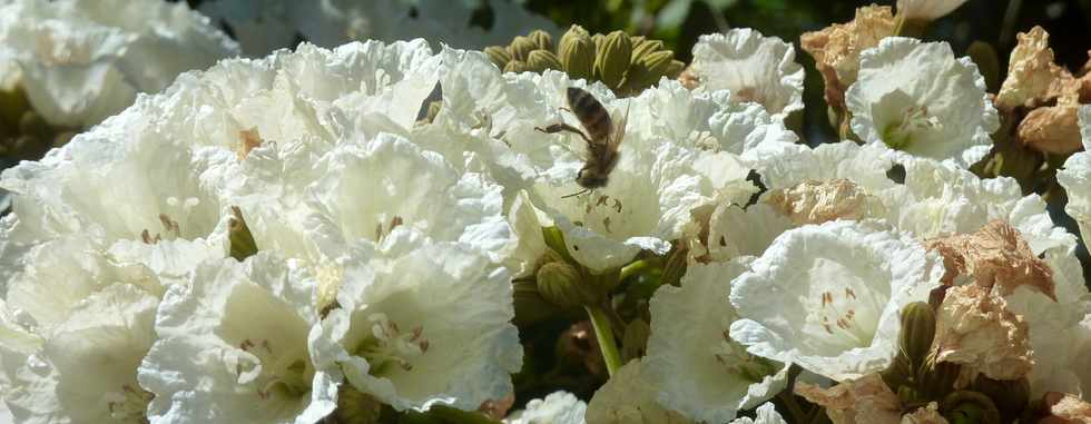 25 mai 2016 - St-Pierre - Tecks (d'Arabie) en fleurs