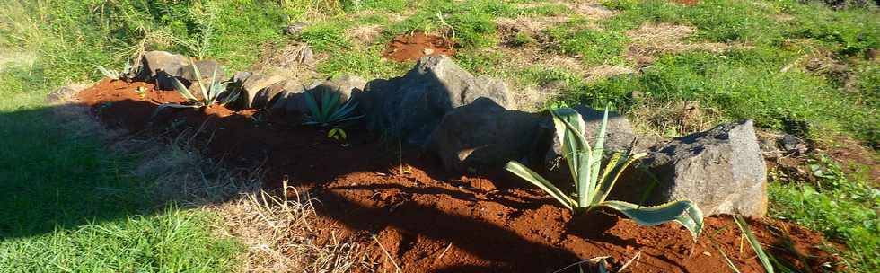 29 mai 2016 - St-Pierre - Chemin de Bassin Plat - Plantations