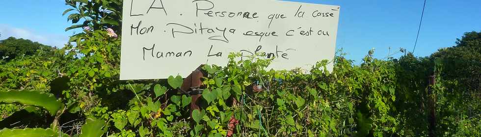 1er juin 2016 - St-Pierre - Entre-Deux - Petit Serré - Chemin de l'Equerre - Vol de pîtayas