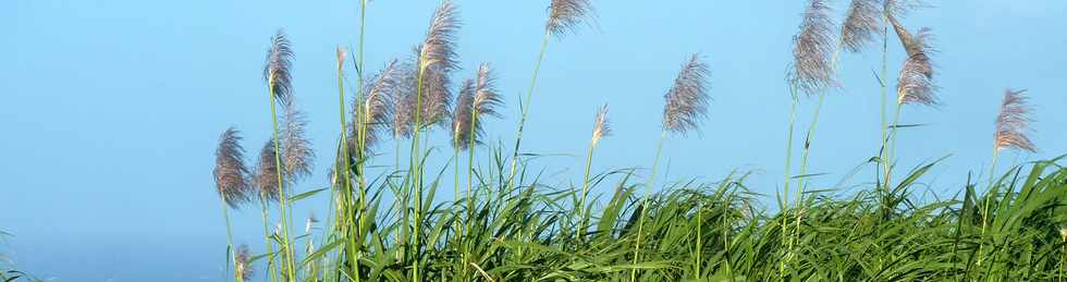 3 juin 2016 - St-Pierre - Chemin de Bassin Plat - Cannes  sucre en fleurs