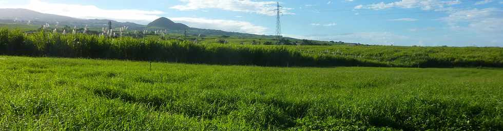 5 juin 2016 - St-Pierre - Herbages et cannes  Bassin Plat