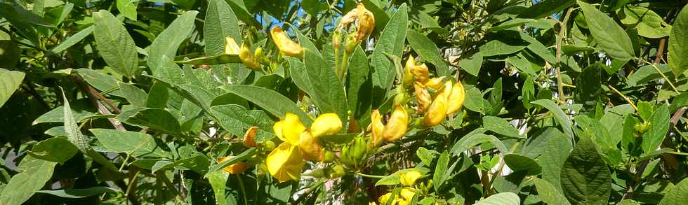 5 juin 2016 - St-Pierre - Bois d'Olives - Haie d'ambrevades en fleurs