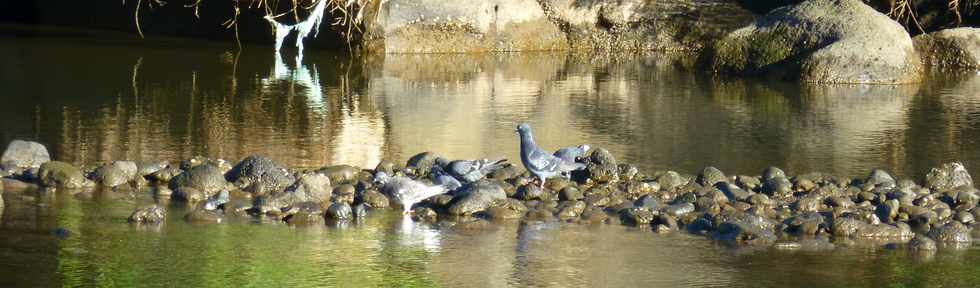 12 juin 2016 - St-Pierre - Rivire d'Abord - Pigeons