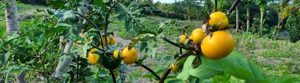 19 juin 2016 - Entre-Deux - CD 26 - Tomates